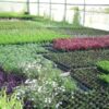 Actividades auxiliares en viveros, jardines y centros de jardinería (AGAO0108)